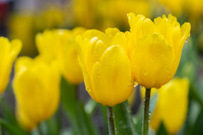 Close-up of wet yellow flower