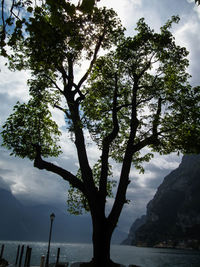 Tree by sea against sky