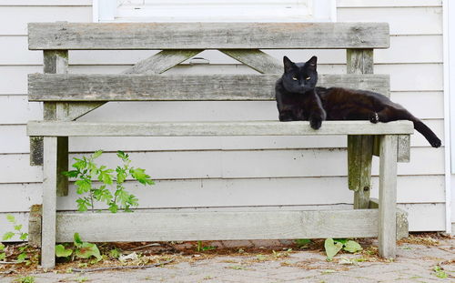 Black cat sitting on wood