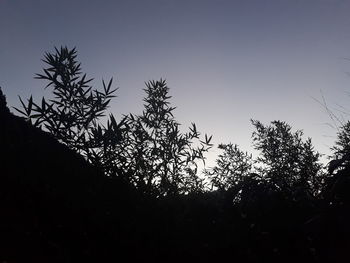 Low angle view of silhouette tree against sky