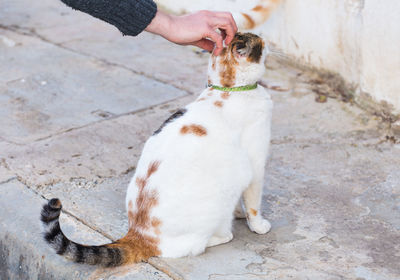 Cropped hand petting cat outdoors