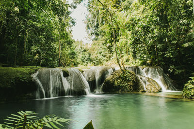 Scenic view of waterfall in forest