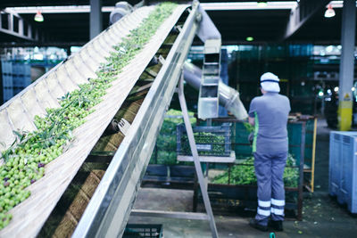 Old sorting conveyer with green vegetables processing in shabby industrial area of factory