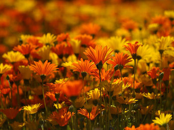 Orange flowers in field on sunny day