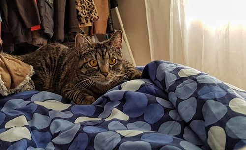 Portrait of cat relaxing on bed at home