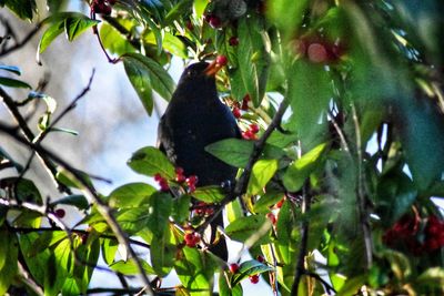 Low angle view of bird perching on tree