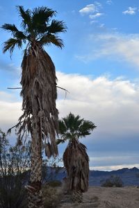 Palm tree on beach against sky