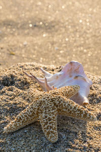 Close-up of shells on sand