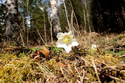 Close-up of white flowering plant on field