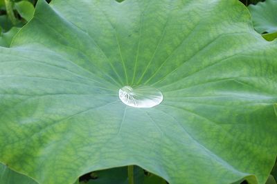 Close-up of green leaf