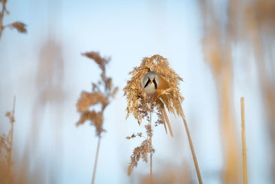 Bearded reedling