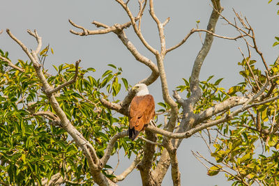 Low angle view of bird perching on tree