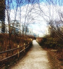 View of bare trees in city