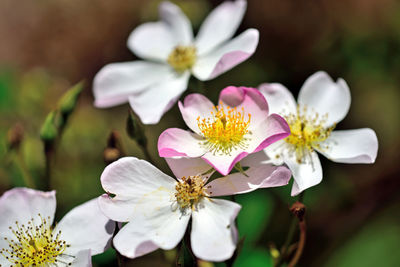 Close-up of white pink flowers