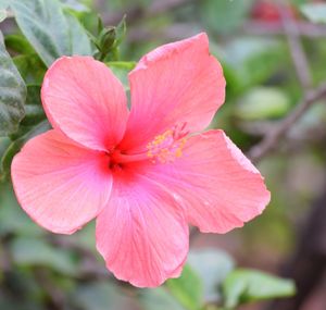 Close-up of fresh pink day lily blooming outdoors