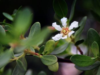 Close-up of white flowers