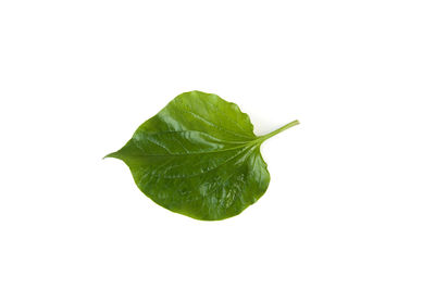 Close-up of leaves on white background