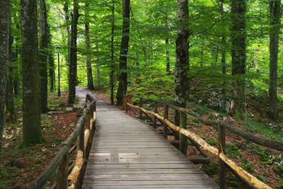 Wooden footbridge along trees in forest