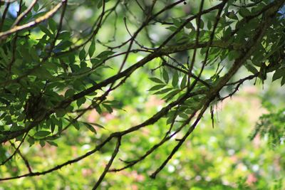 Close-up of leaves on tree branch