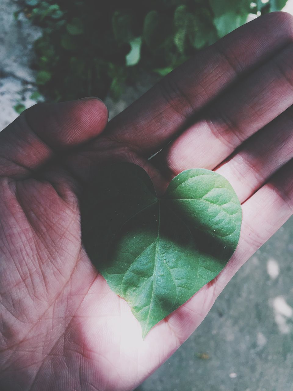 person, part of, close-up, cropped, human finger, holding, leaf, unrecognizable person, focus on foreground, personal perspective, leaf vein, green color, day, outdoors, nature, high angle view, detail