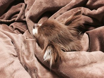 High angle view of dog relaxing on bed