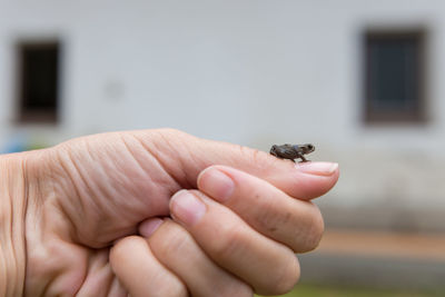 Close-up of hand holding small insect