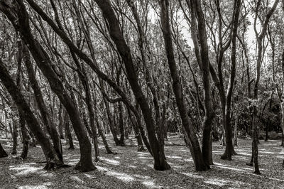 Trees in forest