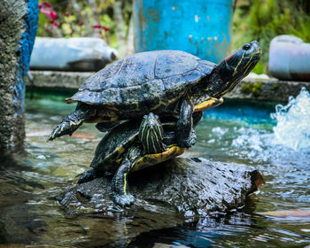 Close-up of a turtle in water