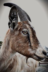 Close-up side view of an animal
