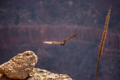 Bird flying over rock