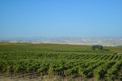 Scenic view of agricultural field against clear sky