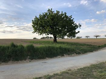 Trees on field by road against sky