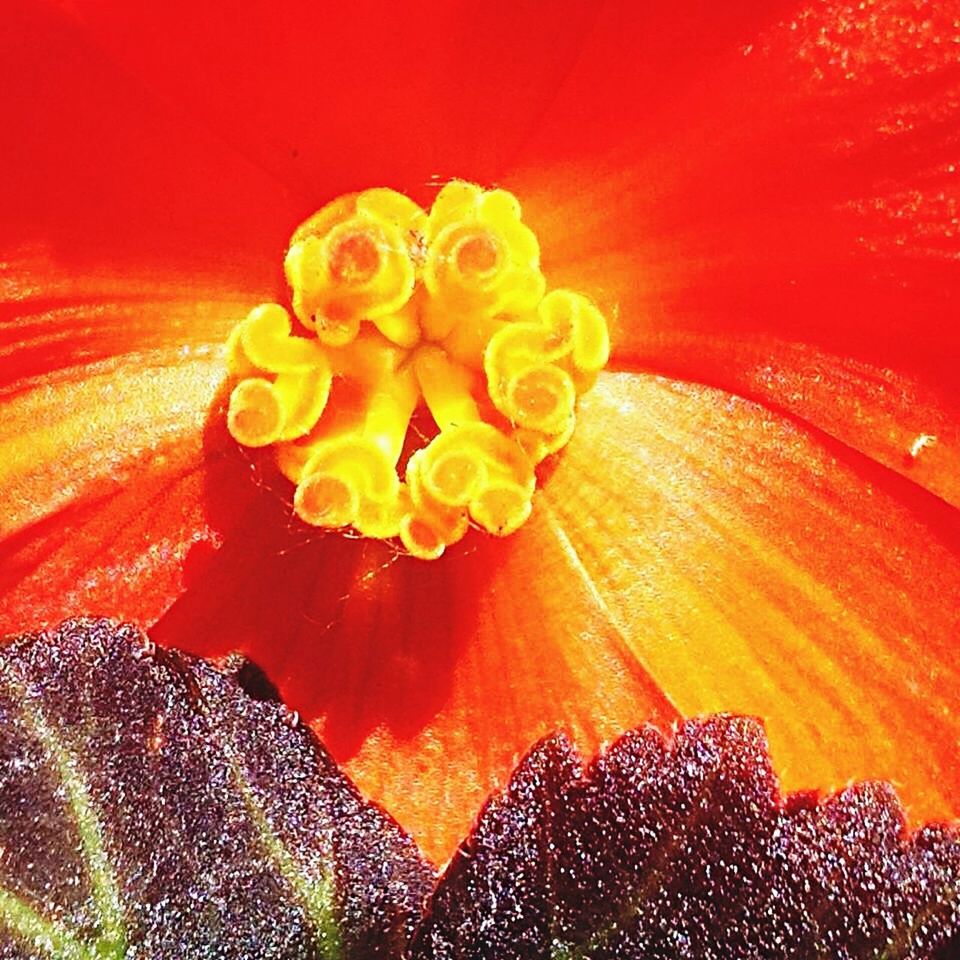 red, freshness, flower, water, orange color, flower head, beauty in nature, petal, full frame, close-up, fragility, pattern, nature, backgrounds, indoors, high angle view, vibrant color, no people, natural pattern, single flower