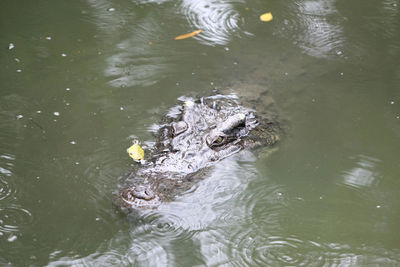 High angle view of duck swimming in lake