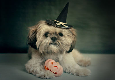 Close-up portrait of a dog wearing hat