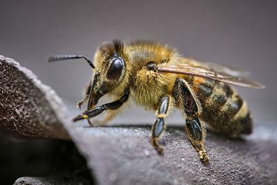 Close-up of bee on rock