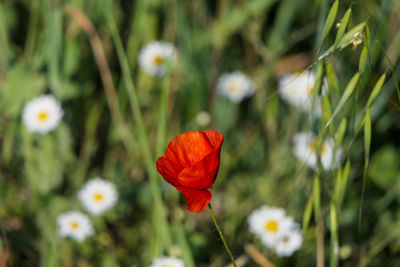 Close-up of red poppy flower on field