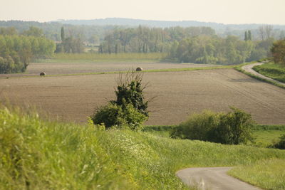 Scenic view of agricultural field against clear sky