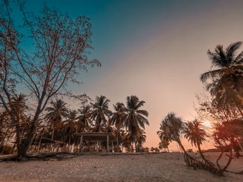 Palm trees on beach against sky at sunset