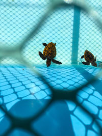 Baby turtles in de turtle hospital behind a fen