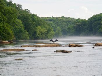 Scenic view of river flowing through rocks in forest