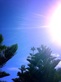 Low angle view of palm trees against blue sky