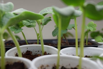 Close-up of seedlings in pot at yard