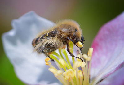 Close-up of bee on flower