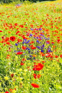 Flowers growing on field