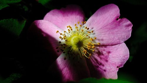 Close-up of pink flower blooming outdoors