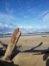 Driftwood on beach against blue sky