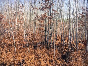 Trees growing in forest