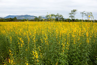 Scenic view of oilseed rape field against sky