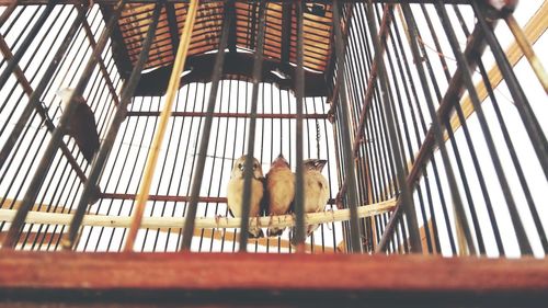 Low angle view of horses in cage